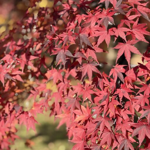 11/19（水）臨時休業